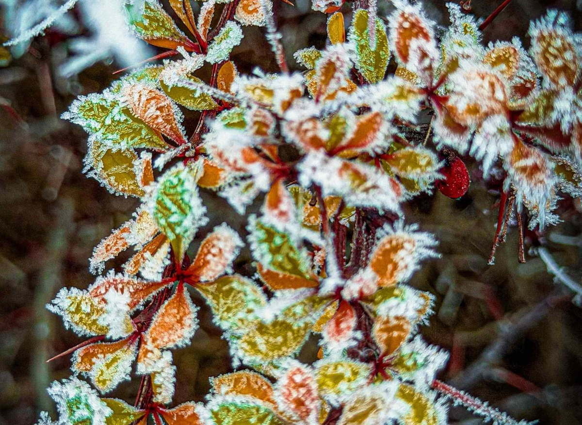 Между осенью и зимой