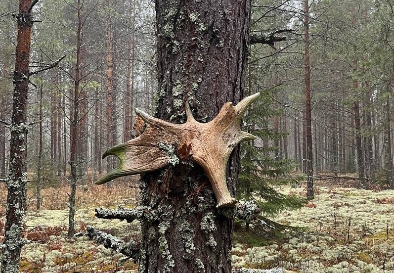 Если во время прогулки по лесу вы заметите подобную «композицию», не удивляйтесь