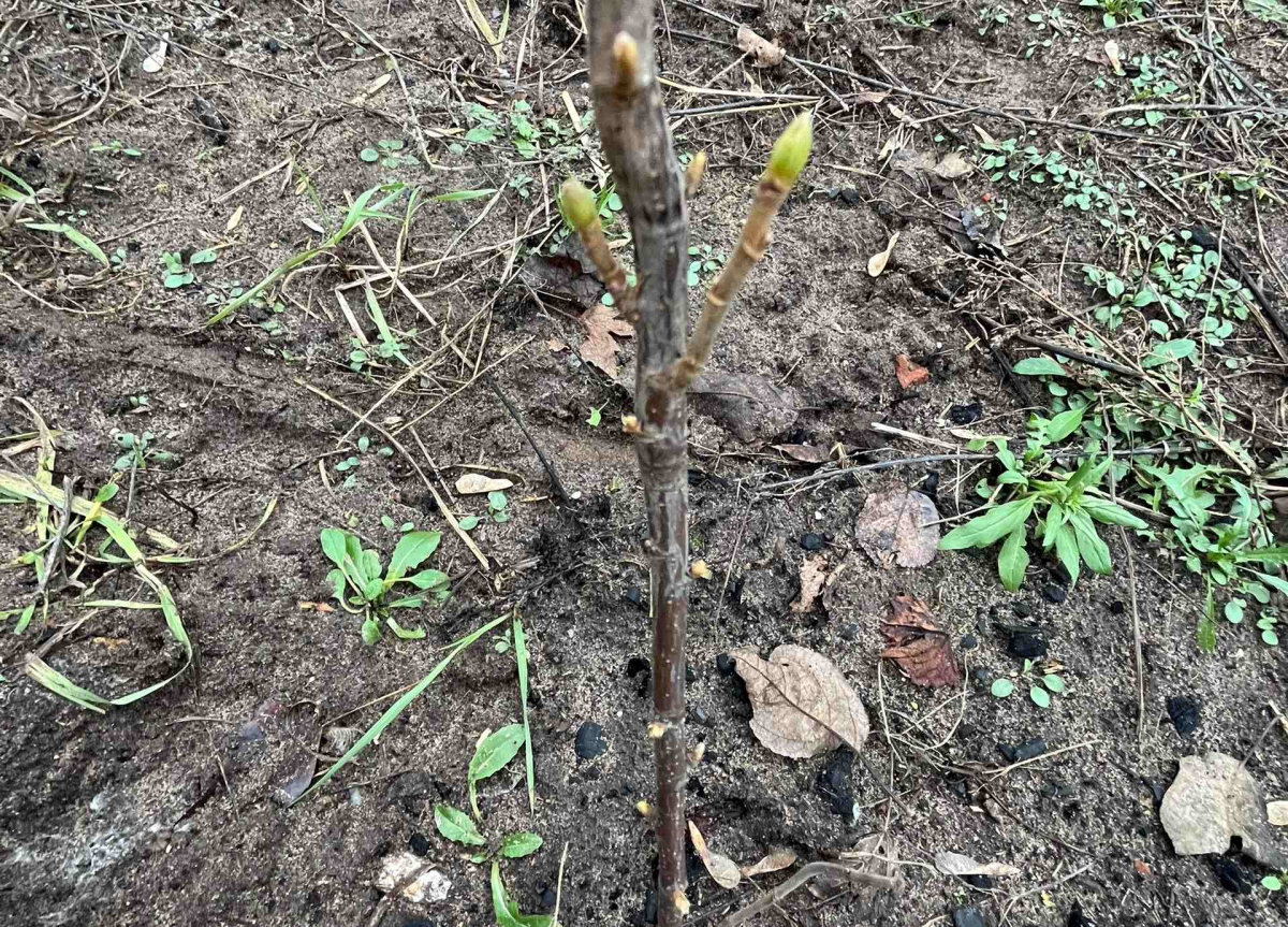 За несколько дней до зимы борчанка поделилась фотографией из огорода