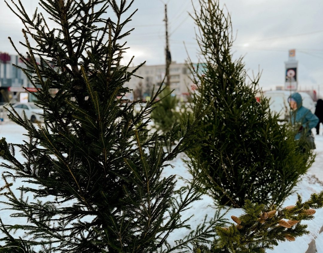 Открылся ёлочный базар рядом с рынком
