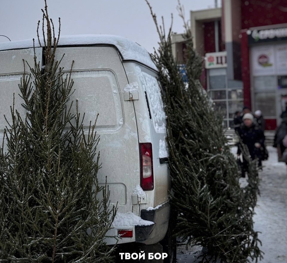 Борский округ стал лидером в Нижегородской области по заготовке живых новогодних ёлок