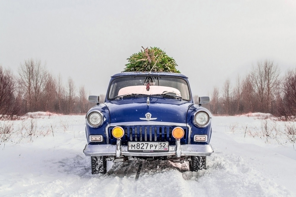 Как законно и дешево купить ёлку на Бору?