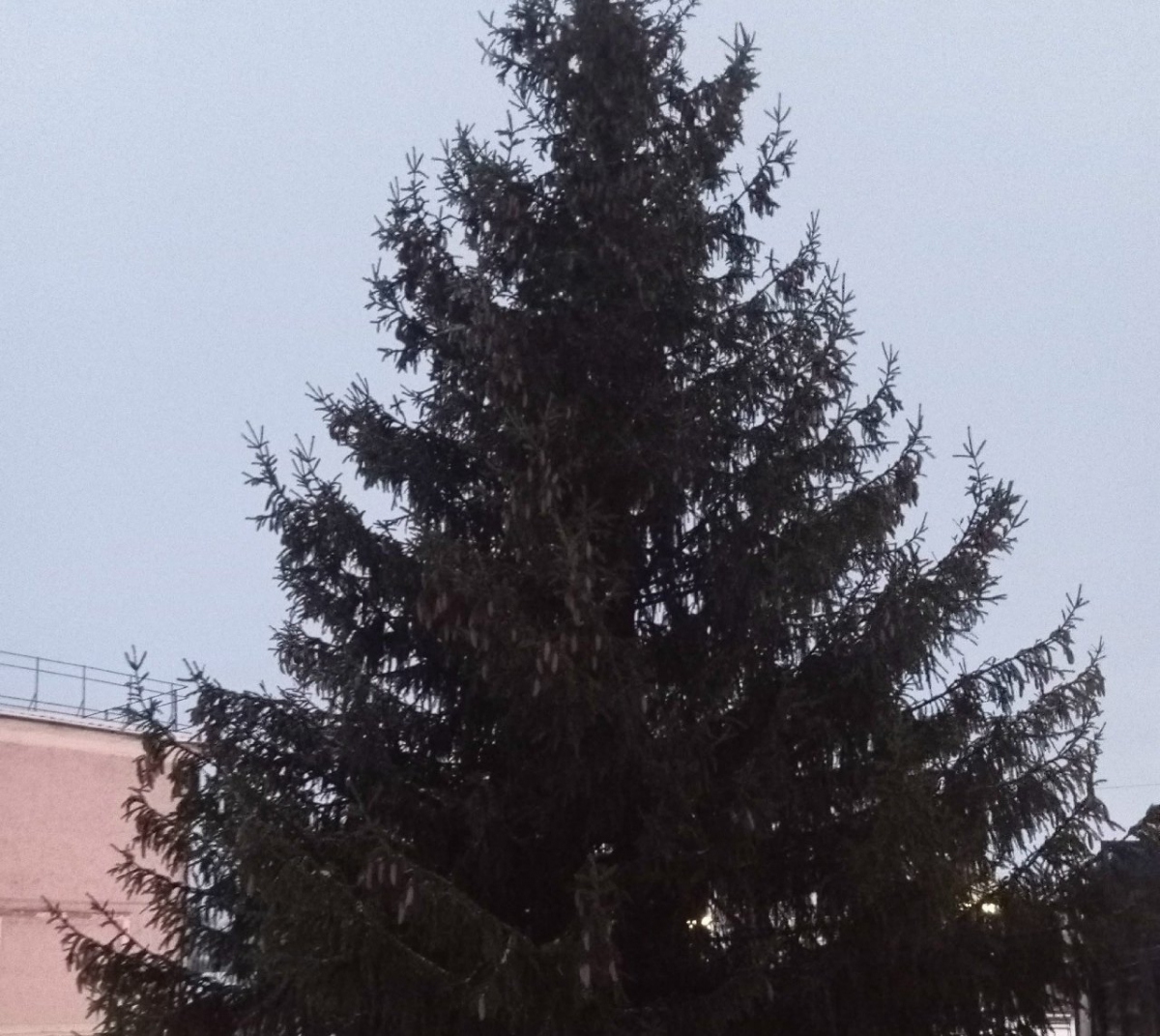 Кантауровцы тоже рады своей ёлке в этом году: