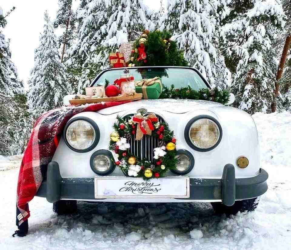 Как законно и дешево купить ёлку на Бору?