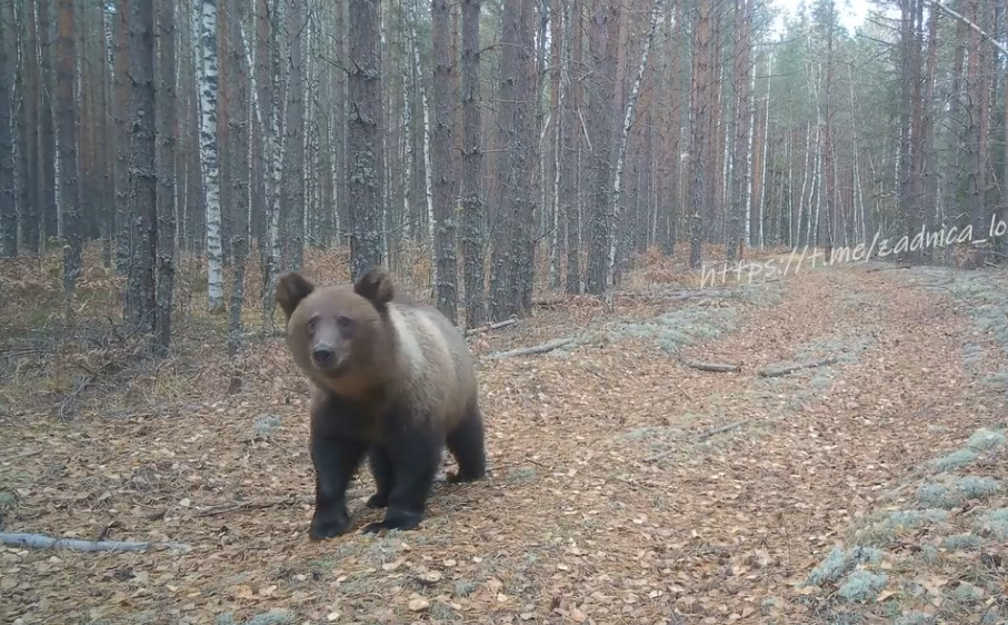 "Олимпийского" Мишку зафиксировала одна из камер в Керженском заповеднике