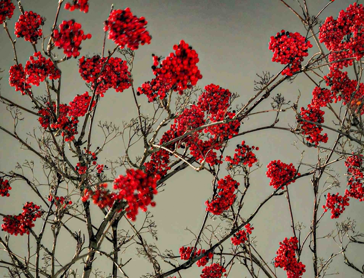 Ещё три дня на Бору будет около нуля, а дальше обещают мороз!