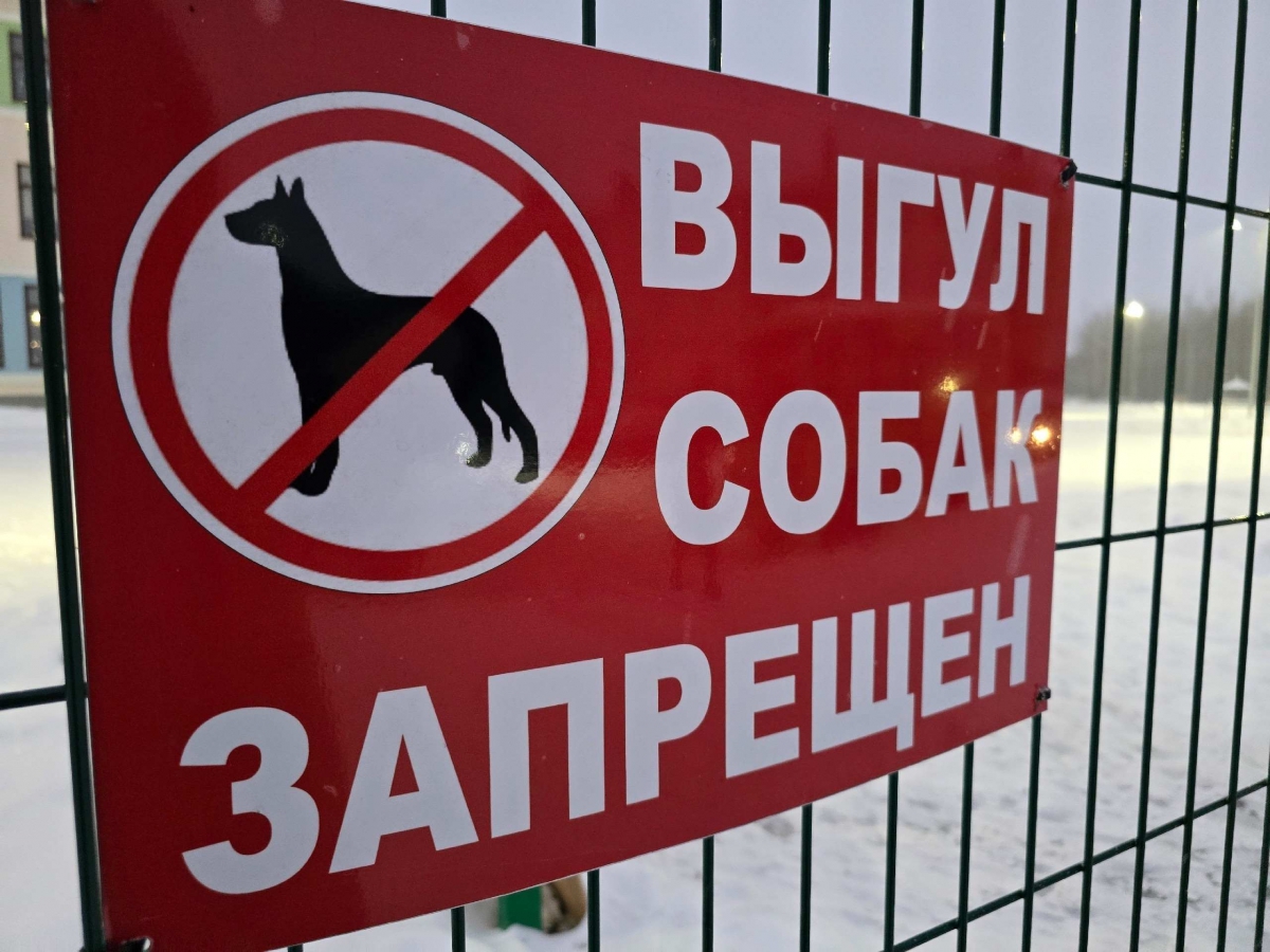 Администрация рассказала, как оставить заявку на отлов бездомных собак: