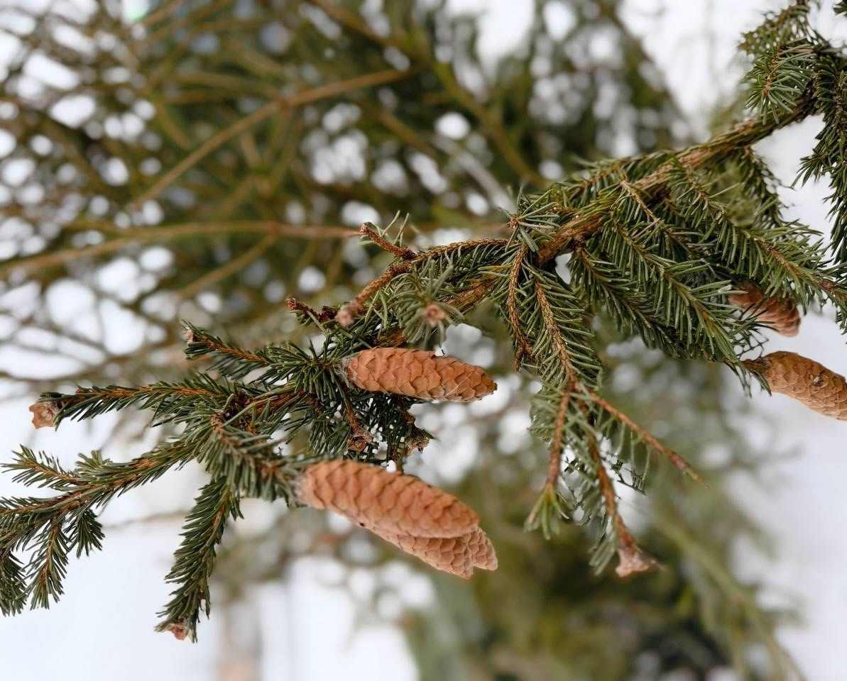 Ёлки после праздников не выбрасывайте!