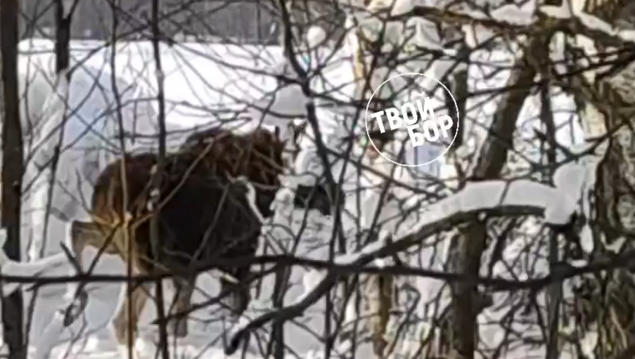 К Борскому населенному пункту пришел лось