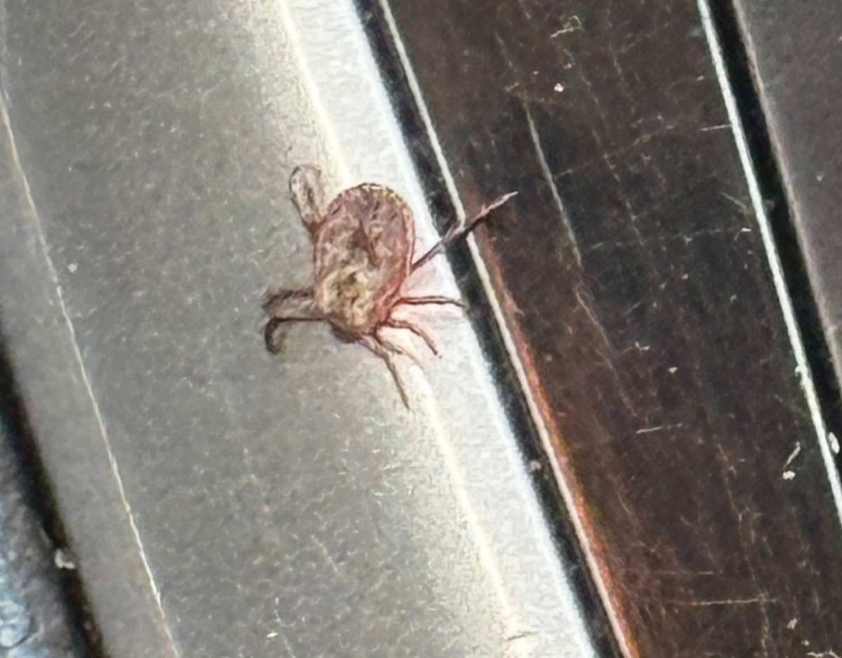 А вы делаете прививку от клещевого энцефалита?