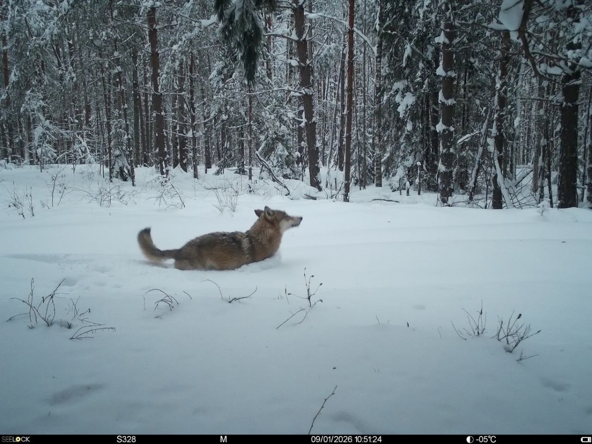 Пост Керженского заповедника про снег и воды