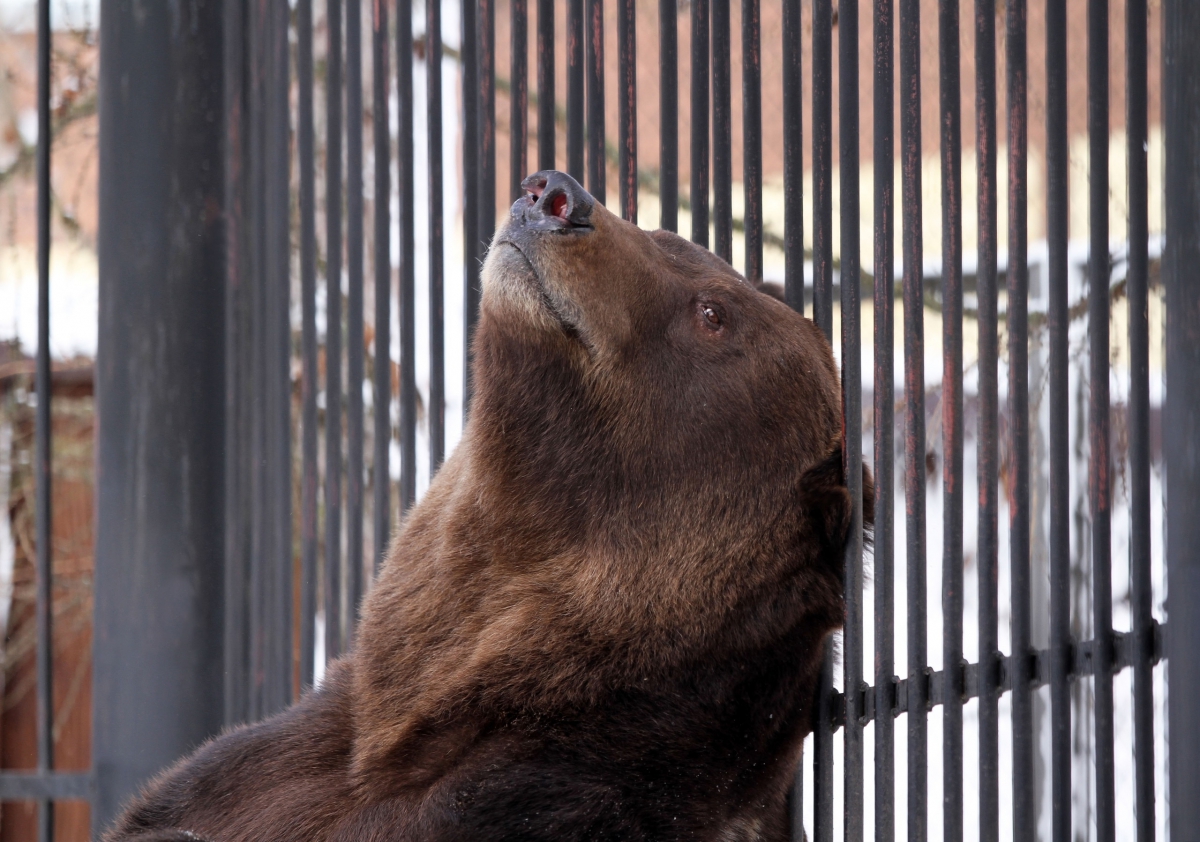 Медведи проснулись!