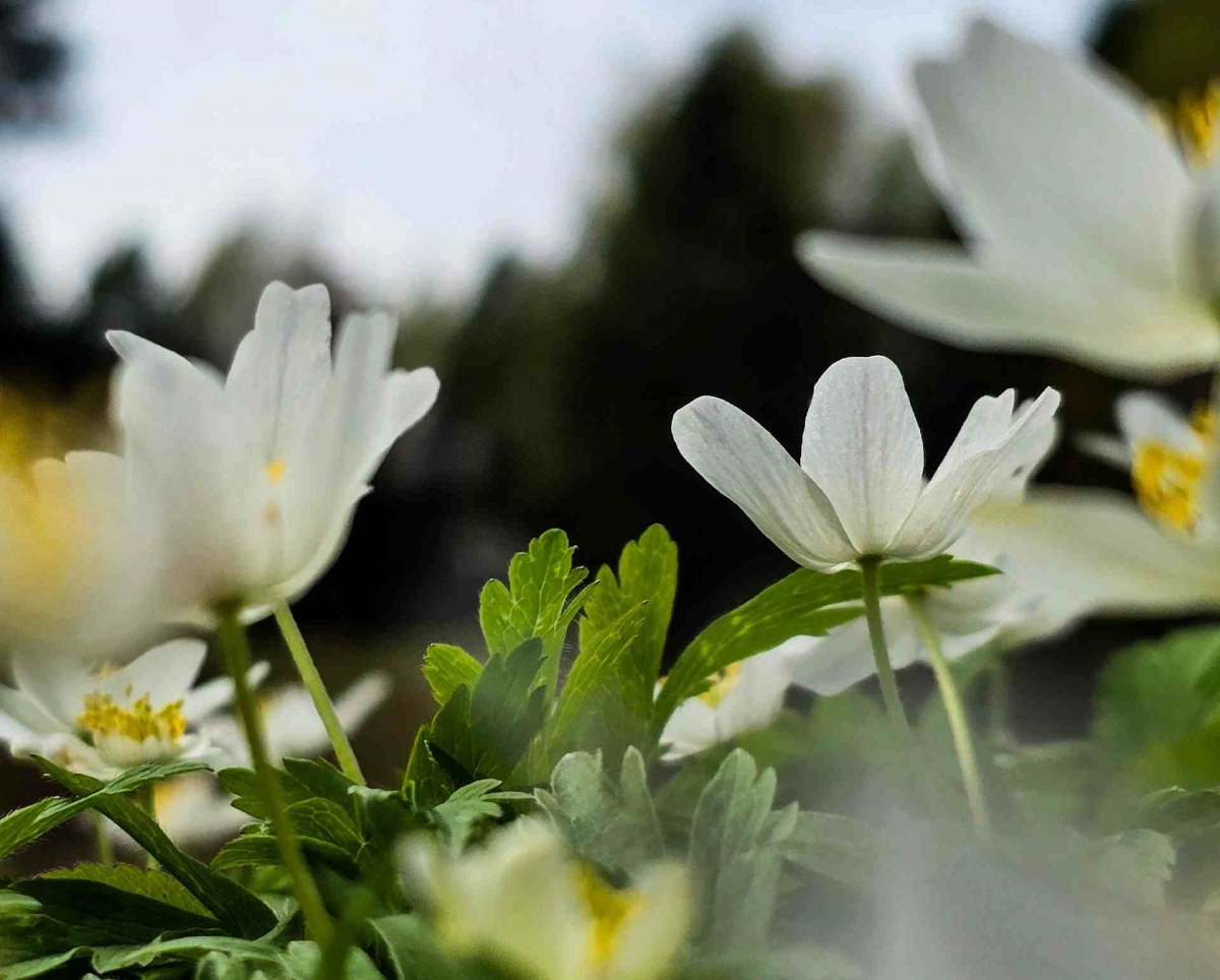 Бор весной может ждать нашествие насекомых...Ждем клещей?