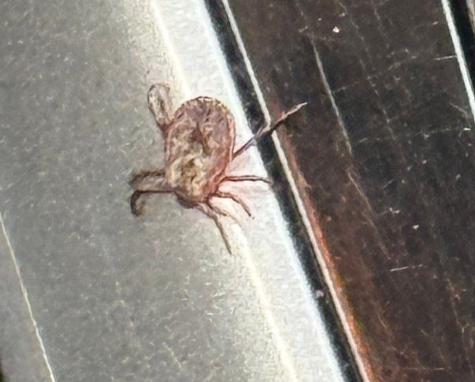 Обращения из-за клещей начали поступать в больницы