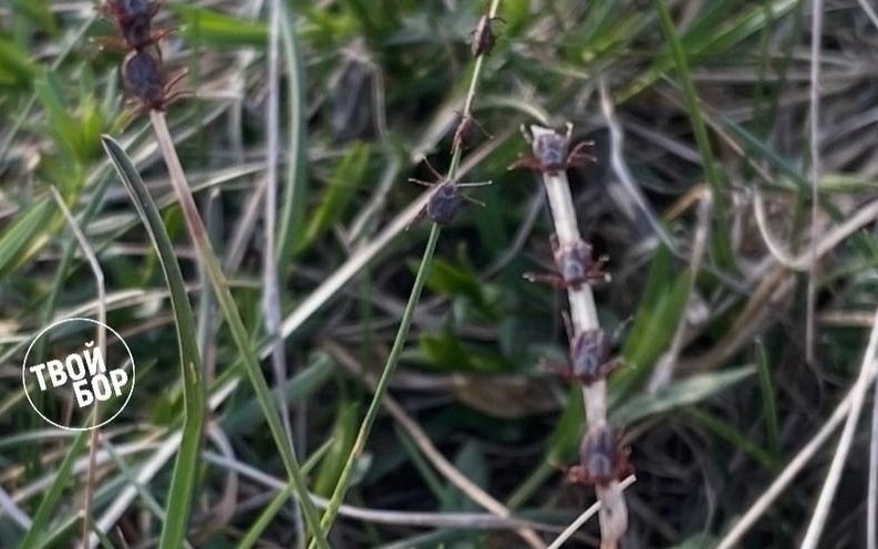 В Нижегородской области зарегистрирован второй случай укуса клеща