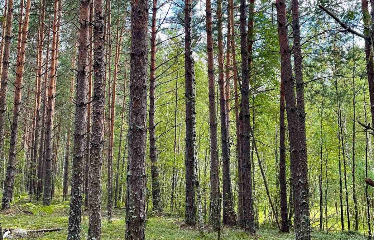 Арбитражный суд встал на сторону ООО «Реал-Бор» и отменил решение Росприроднадзора о приостановке лицензии на работу с отходами
