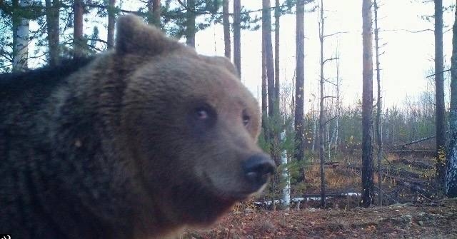 В Нижегородской области стартовала весенняя охота на медведя