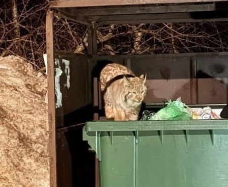 Рысь пришла на борскую помойку
