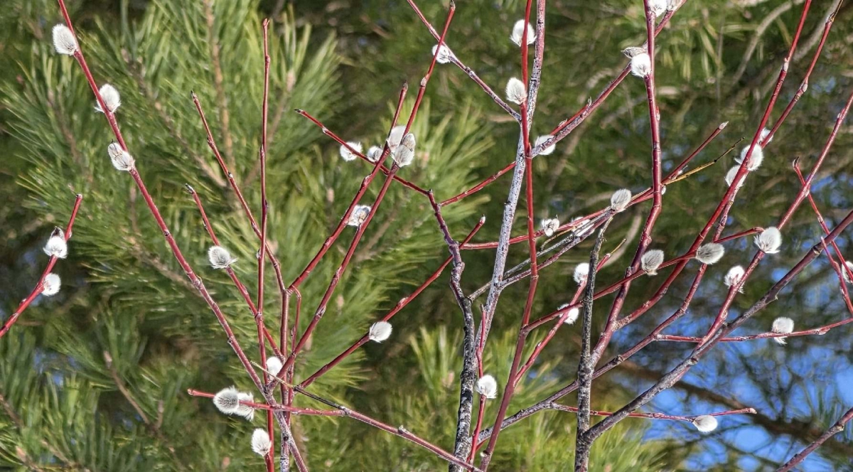 Солнце, море, жара по-борски...