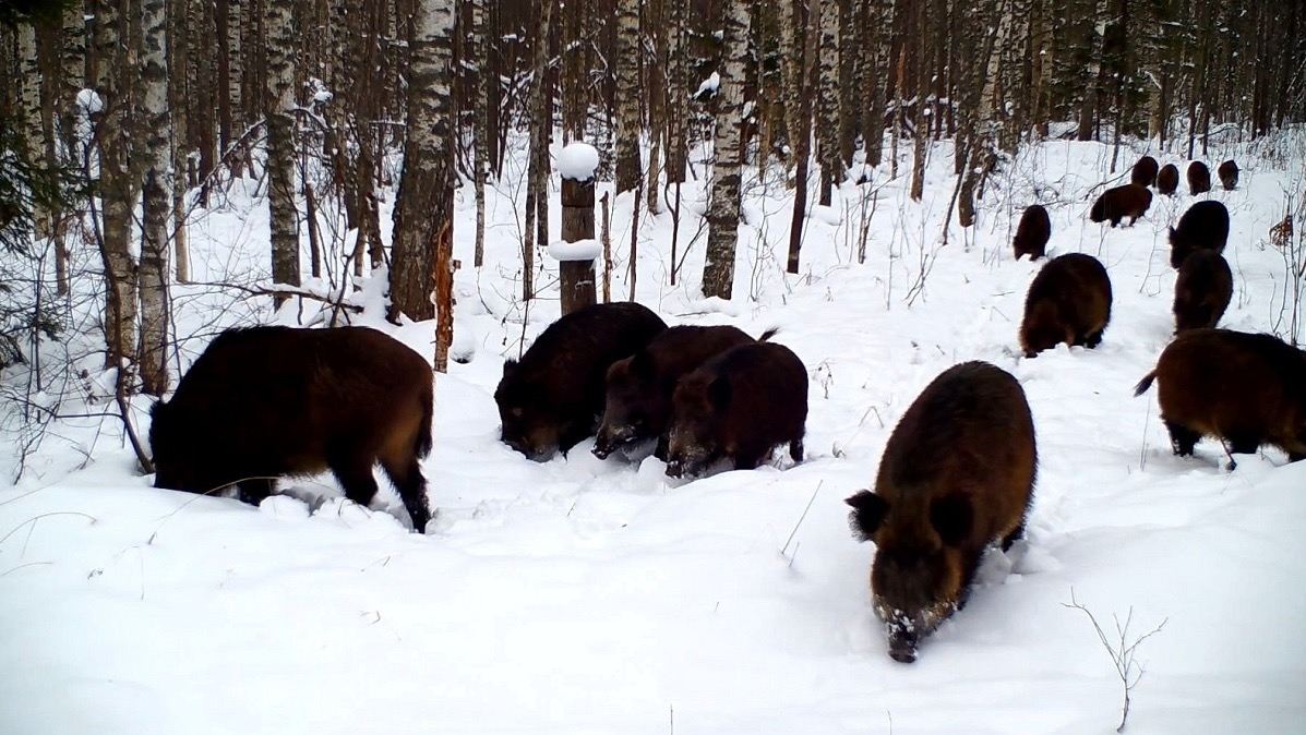 С 1 марта в Нижегородская область завершился сезон любительской и спортивной охоты на большинство видов животных