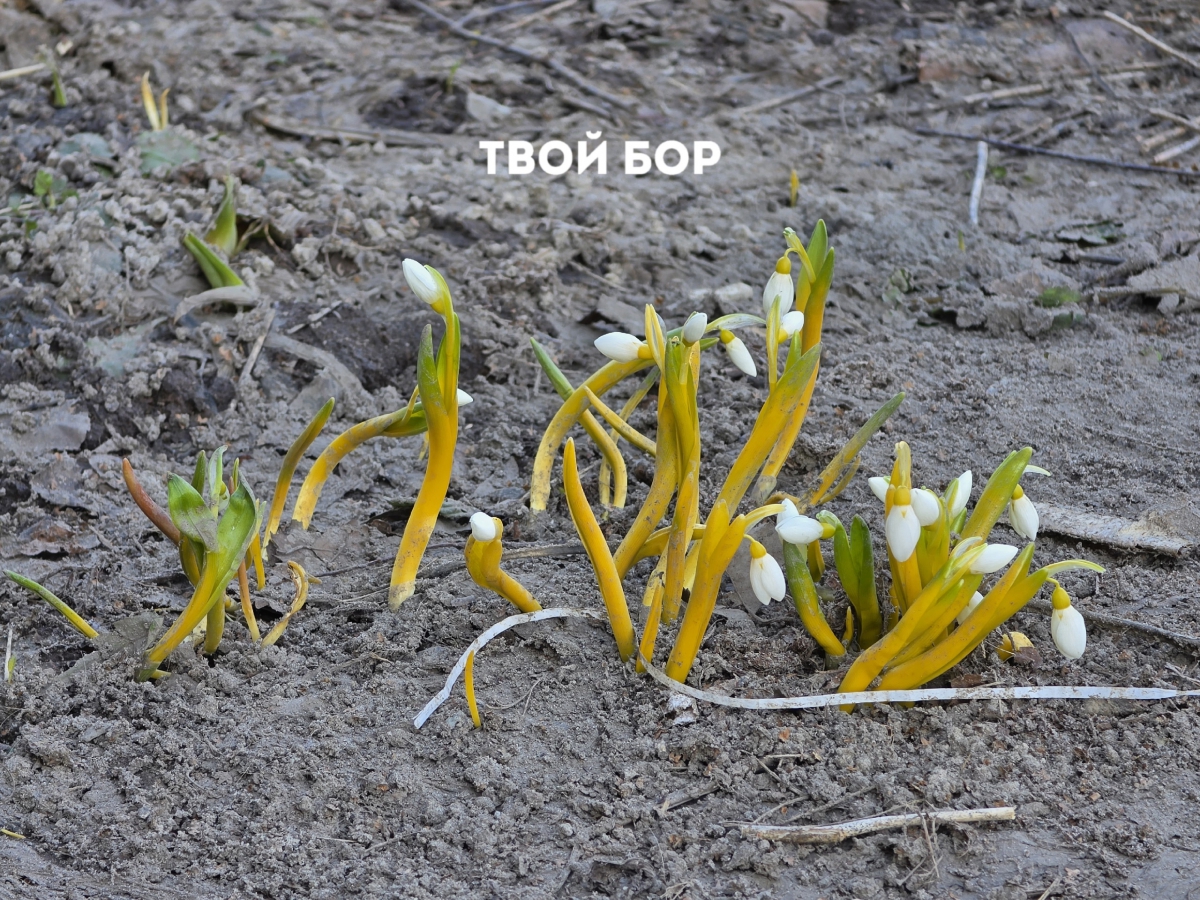 Тёплые и облачные выходные ждут борчан