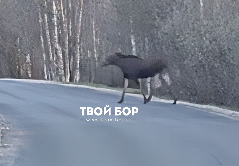 «Блудные лоси» вышли на дороги города Бор