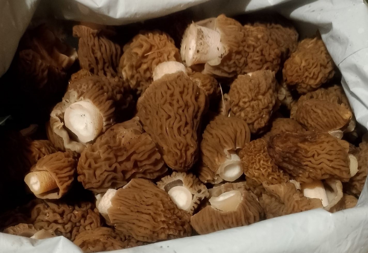 Борчане открыли грибной сезон