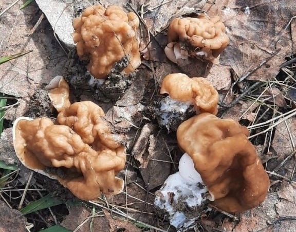 На Бору и не только официально стартовал грибной сезон