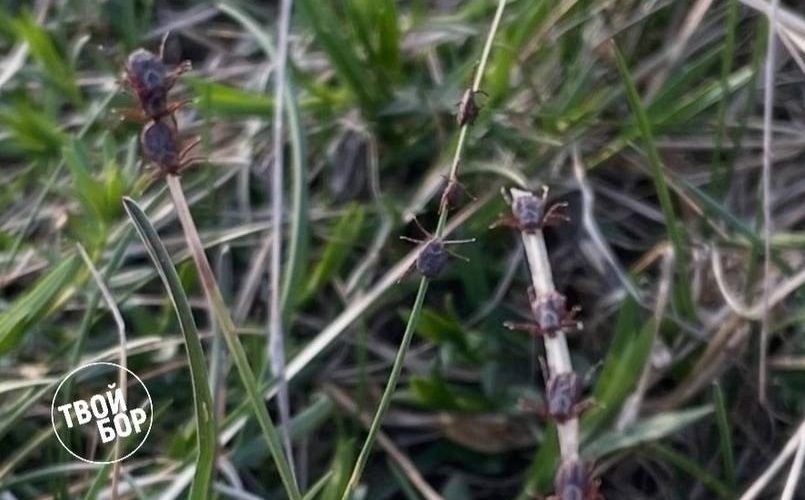 На Бору зафиксировано больше всего в Нижегородской области обращений из‑за укусов клещей