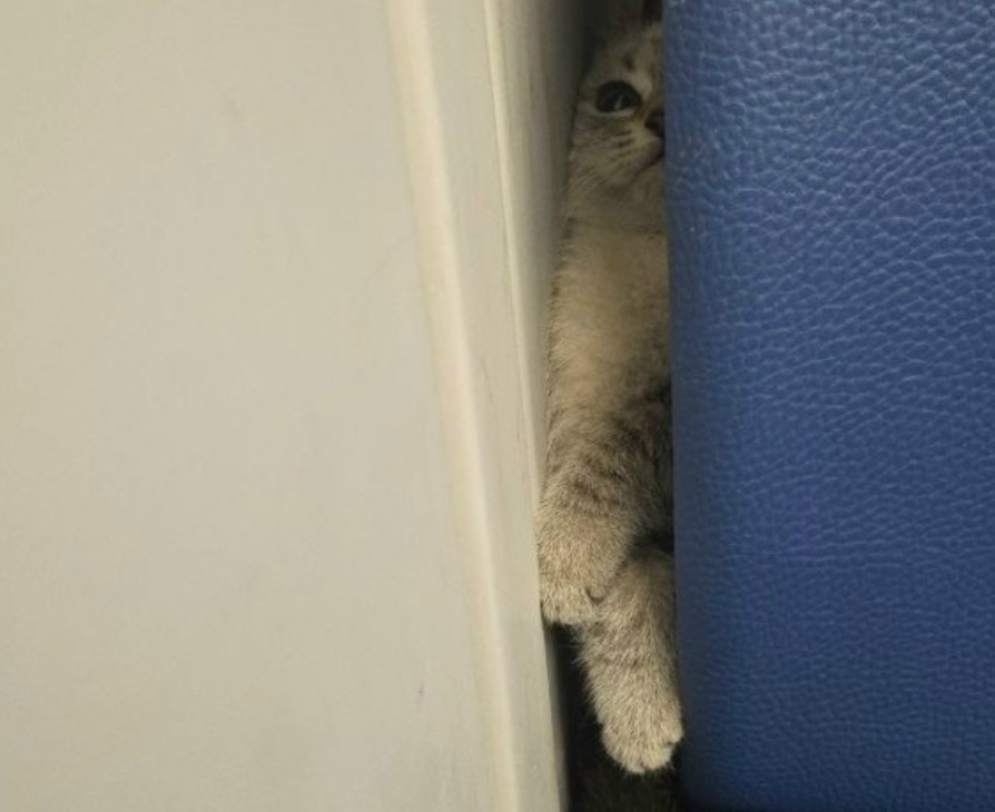 Кот проехал зайцем, пассажиры переживают за его судьбу