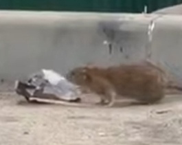 Крысы на помойках есть и на Бору