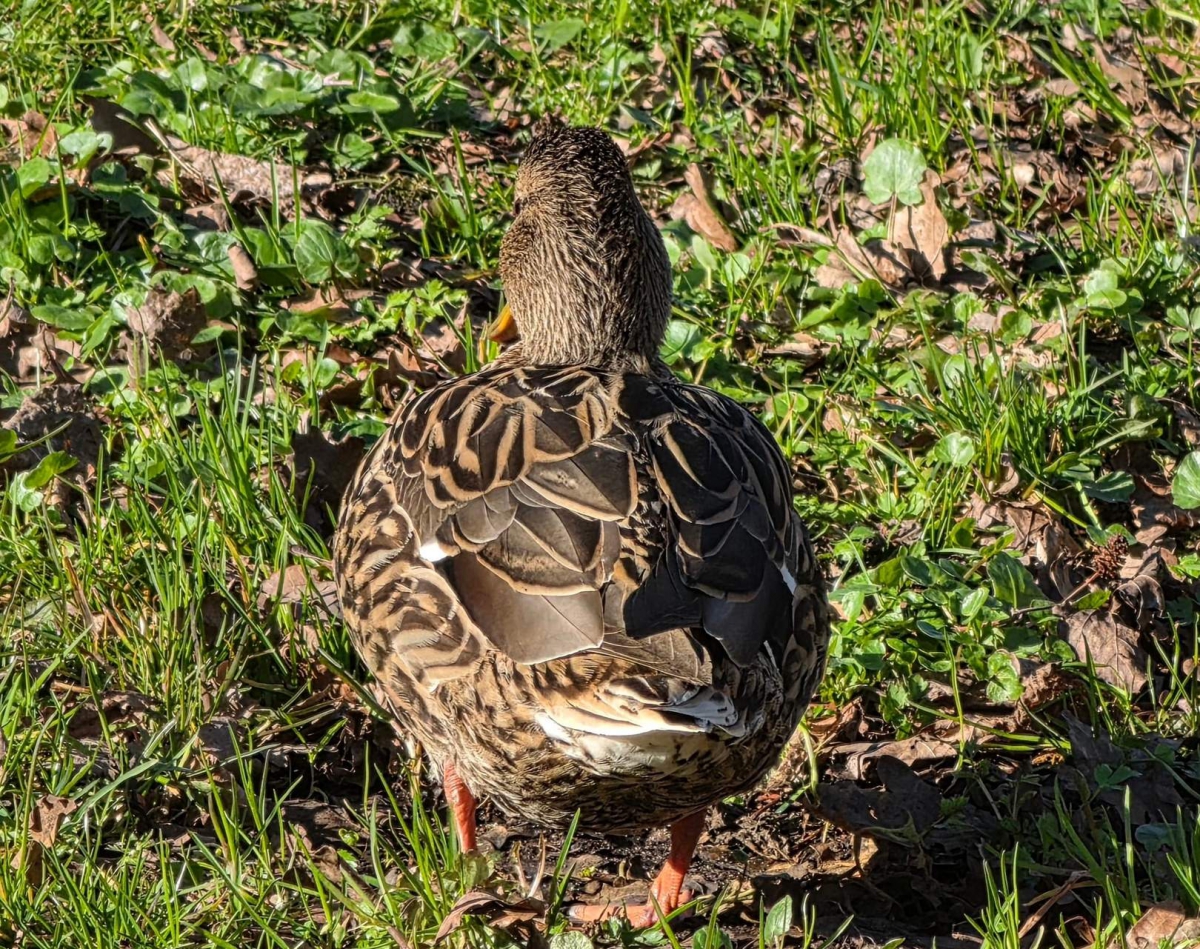 На Бору утверждены тарифы на охотничьи путёвки