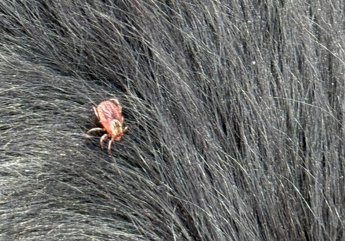 На Бору нашествие клещей