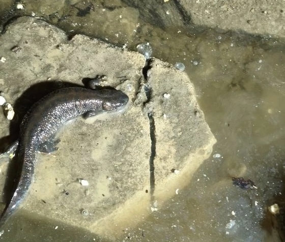 "Век живи, век офигевай" — борчанка