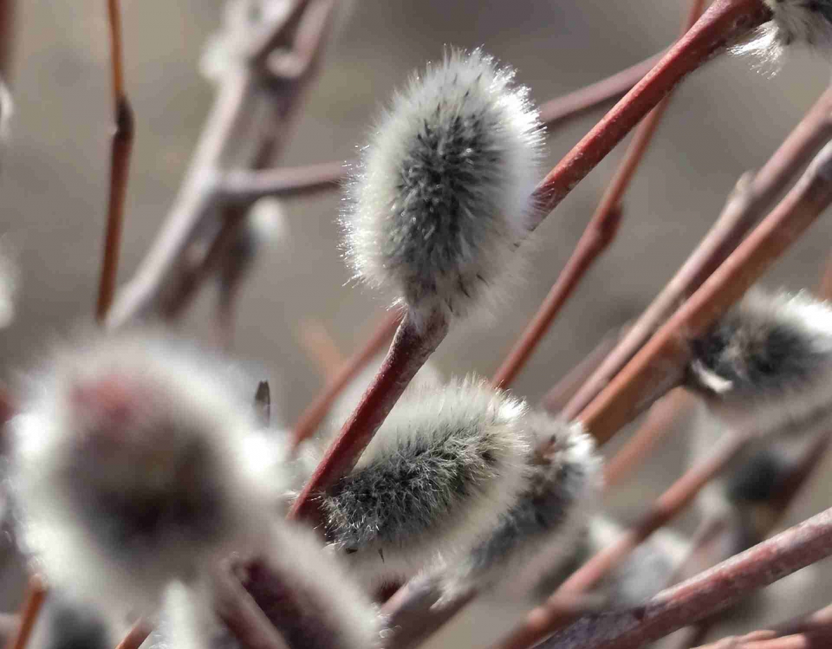С Вербным воскресеньем!