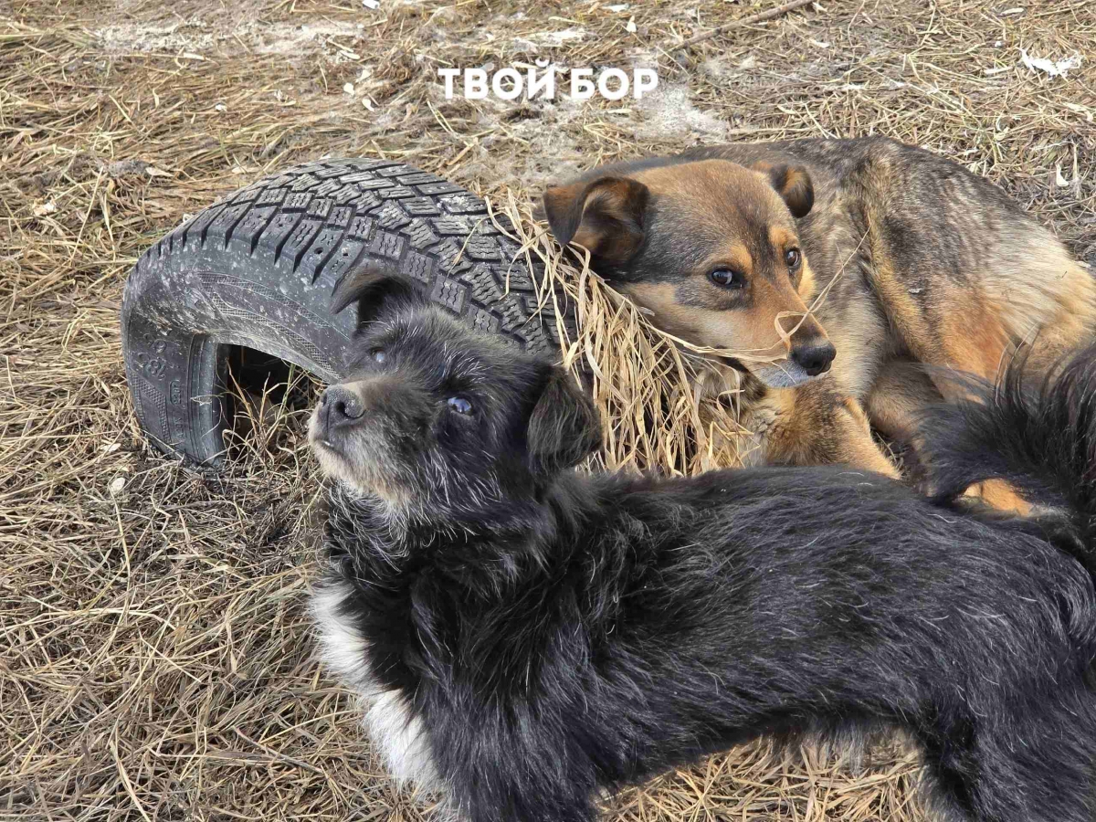 Куда сообщить о бездомном животном?