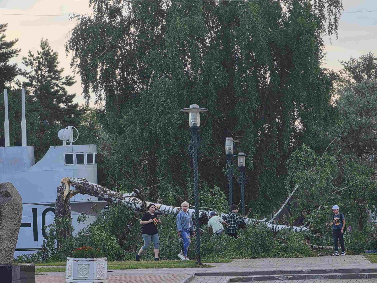Упавшее в музее боевой техники под открытым небом дерево оперативно убрали