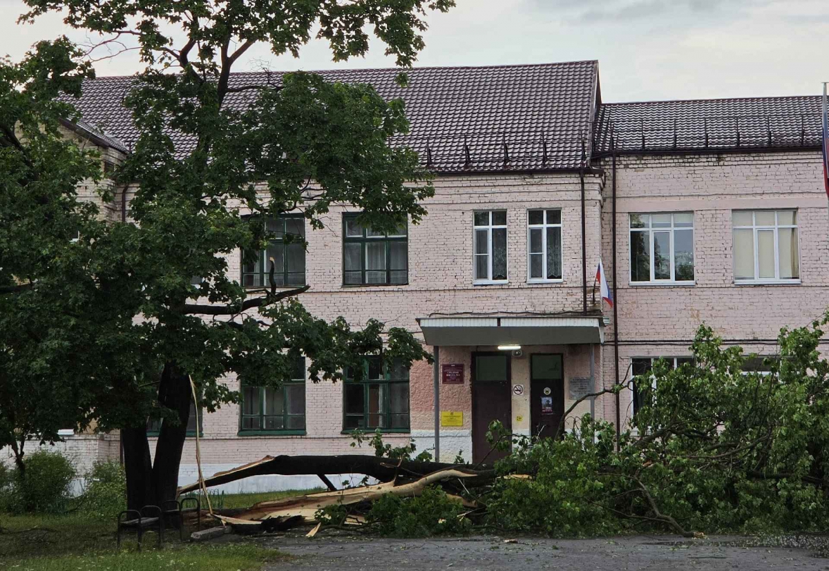 Главный символ борской школьной осени – клён у школы #6 сломался под натиском урагана
