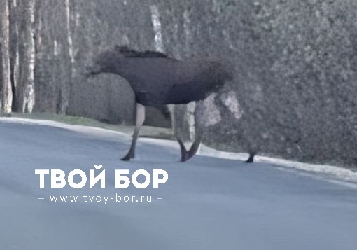 ГАИ Нижегородской области сообщает: