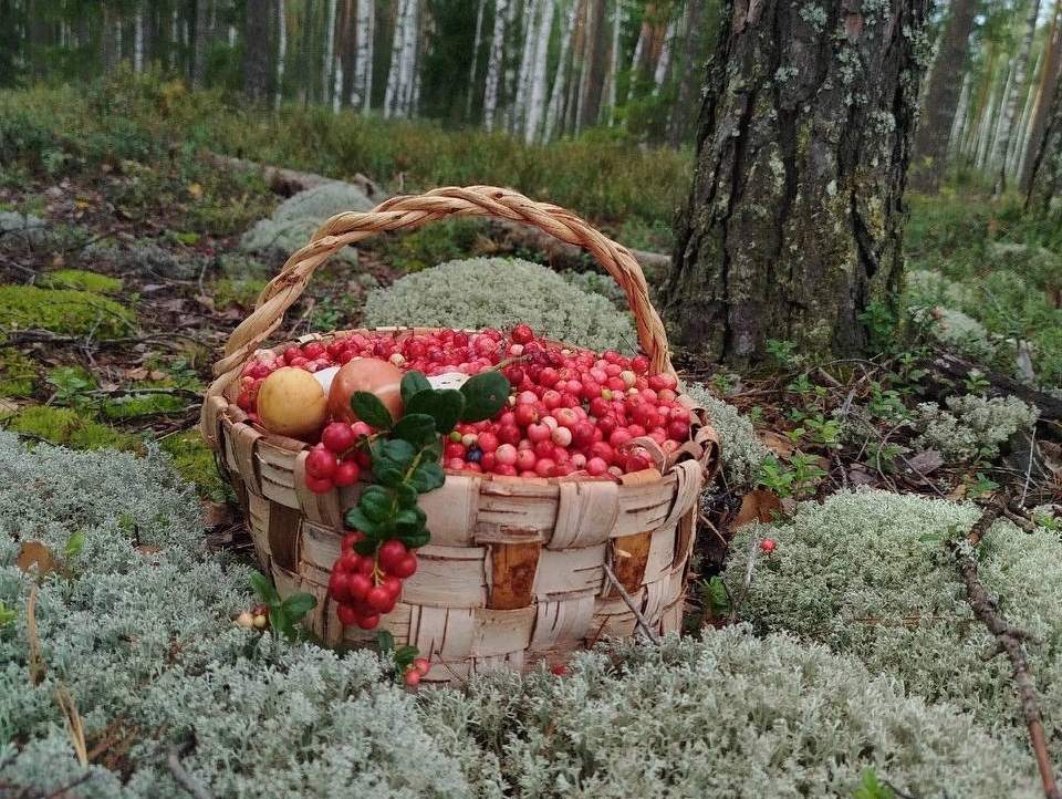 Брусника спеет в лесах Борского района