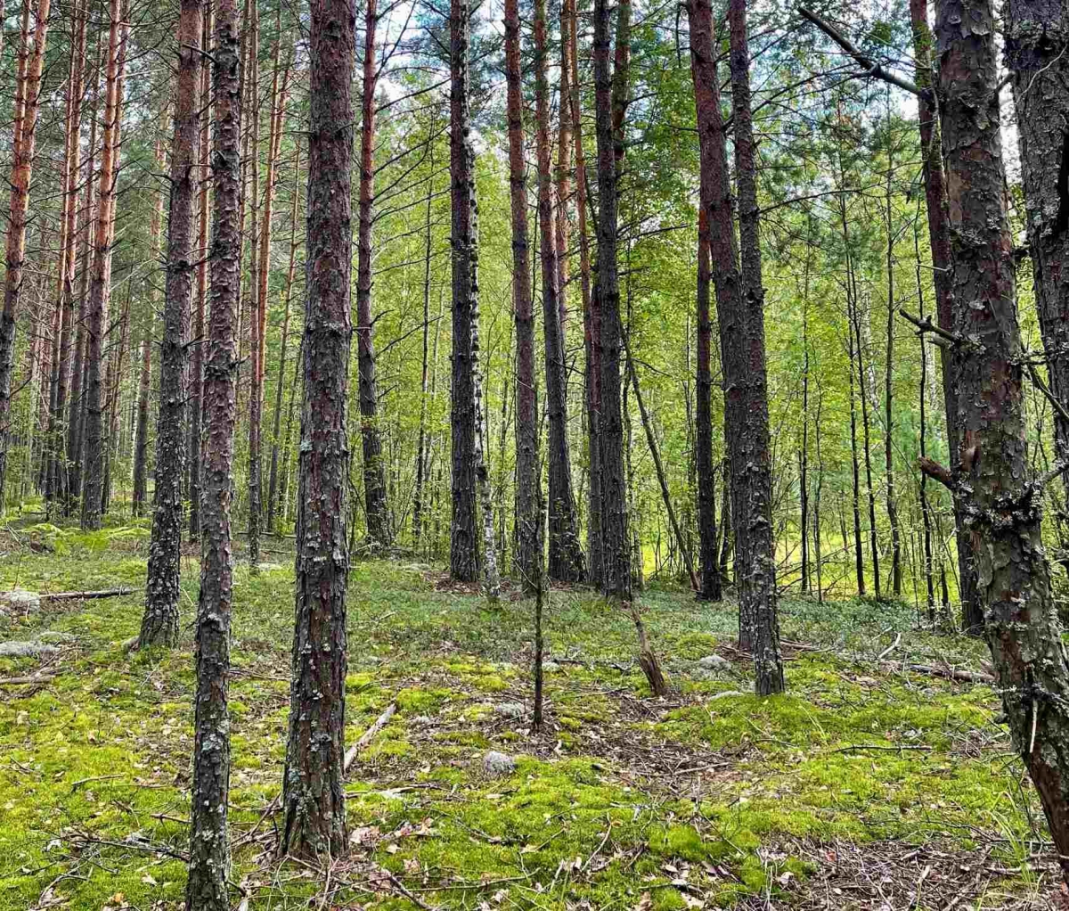 В Нижегородской области ожидается второй пик активности клещей