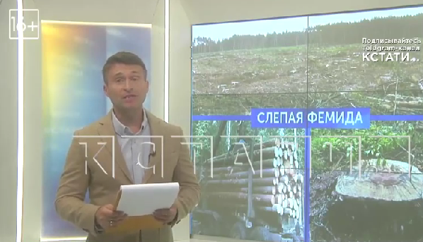 В Борском районе 900 гектаров векового леса суд признал сельхозугодьями и передал коммерческой фирме
