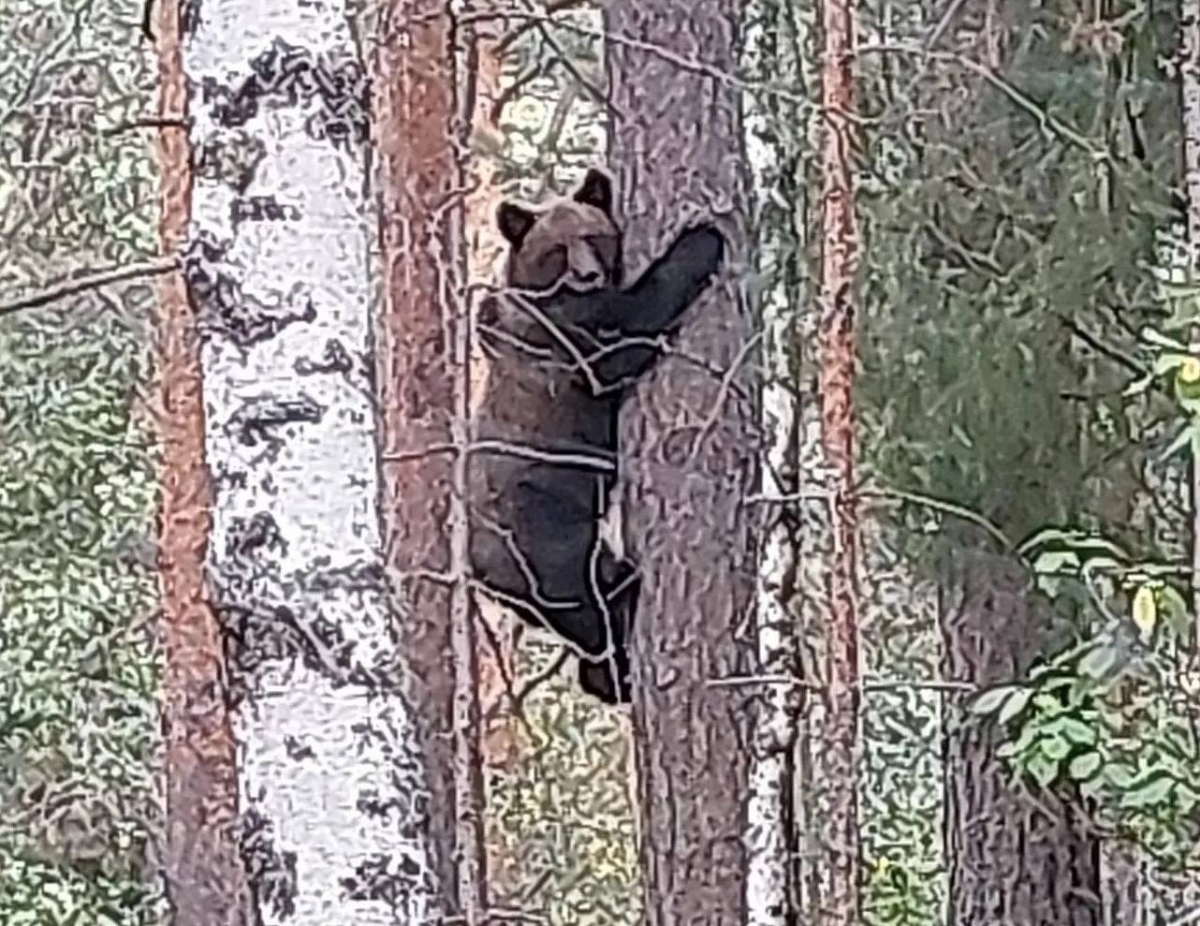 Любопытный житель Керженского заповедника попал в объектив фотокамеры!