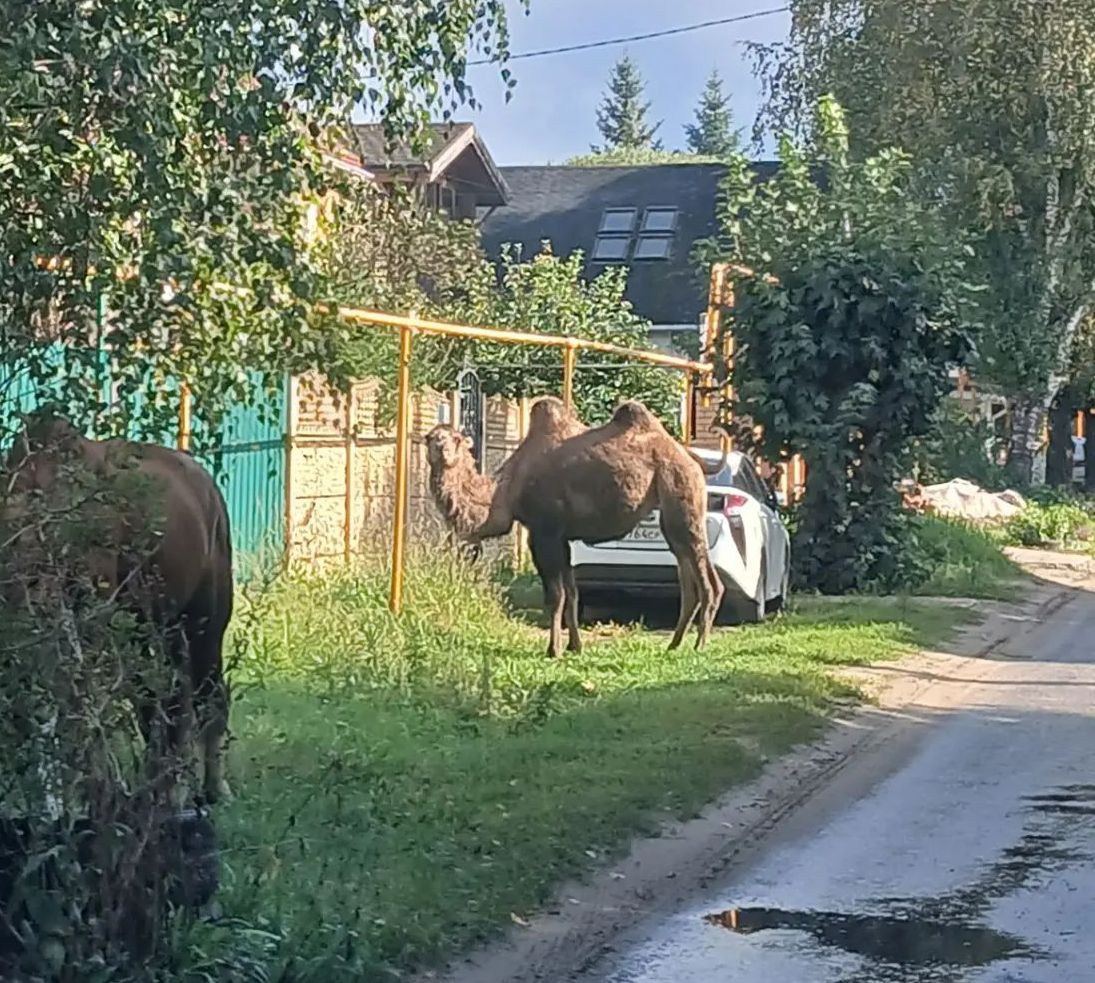 Необычное животное было замечено в пос. Октябрьский
