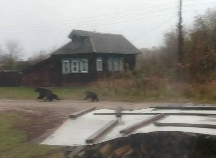 На Бору медведей не видели?