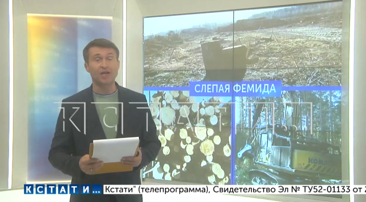 На Бору вырубили уже тысячи гектаров векового леса