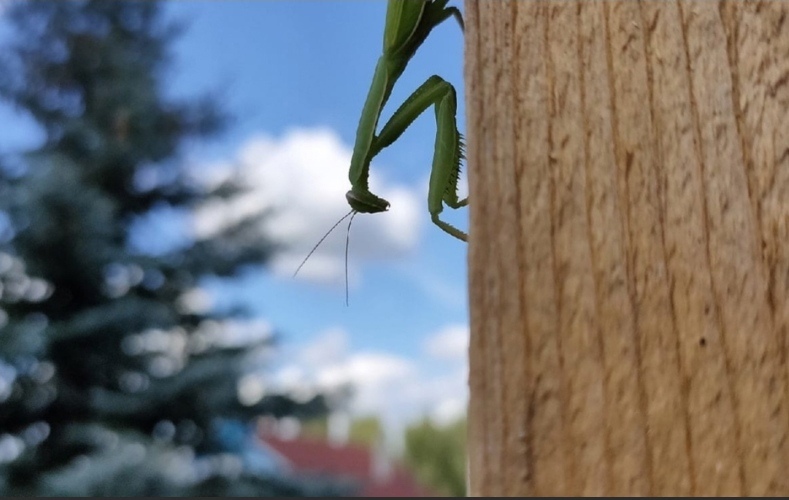 Богомолы появились на Бору