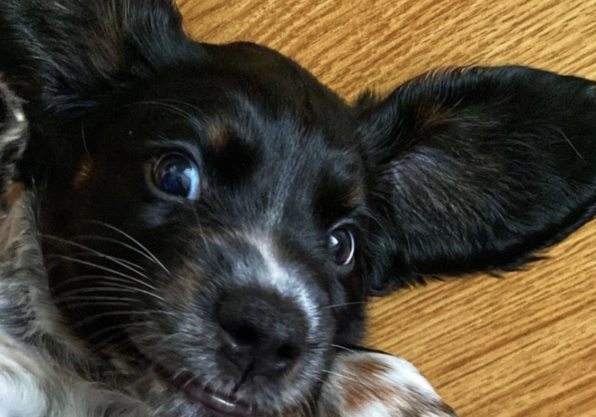 Хорошие новости для борских владельцев собак