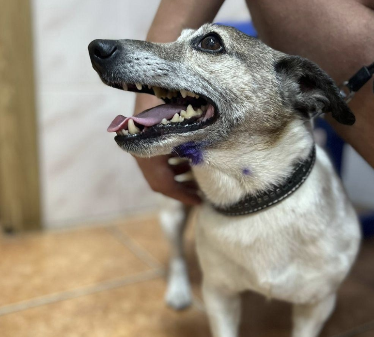 Борские ветеринары извлекли рыболовный крючок из подбородка собаки