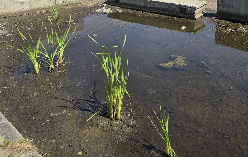 Что за болото в центре города?